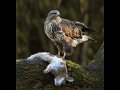 515 - buzzard with prey - HEATON SUE - england